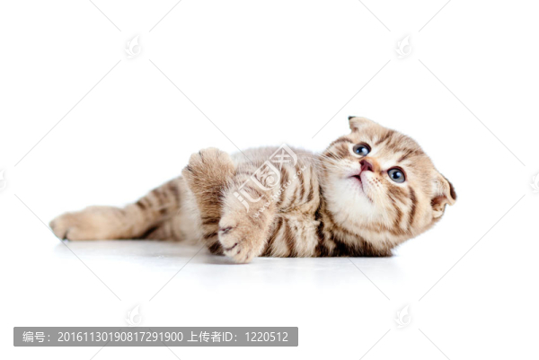 蘇格蘭小貓咪躺在地板上