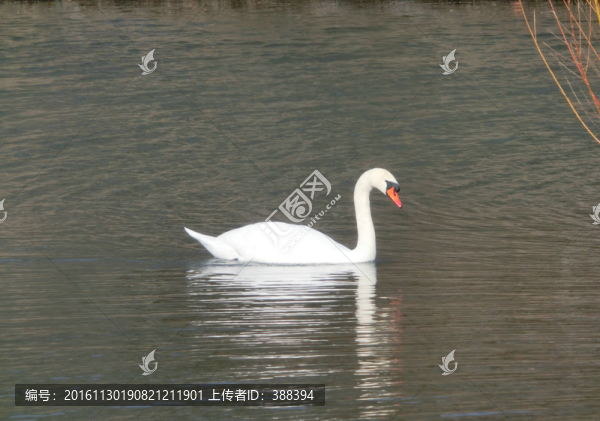 天鵝泉
