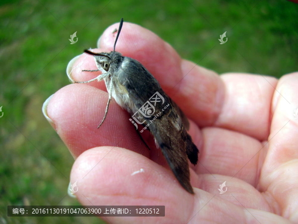 蜂鳥和Humming,Bee,Hawkmoth