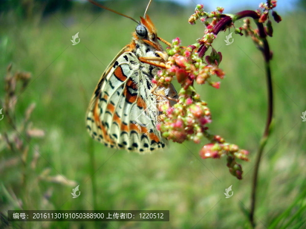 發(fā)現(xiàn)Fritillary,Butterfly