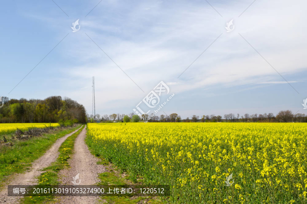 路肥大