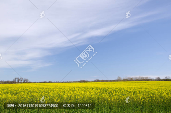 黃色的油菜花田