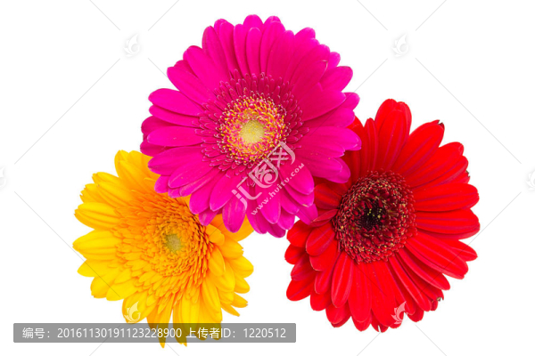 Gerber,Daisy孤立在白色背景