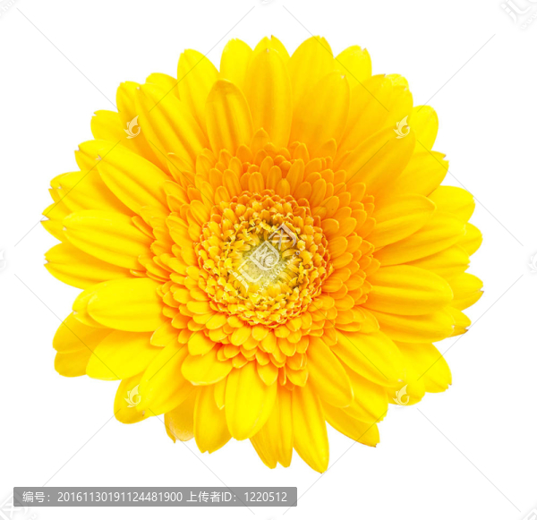 Gerber,Daisy孤立在白色背景