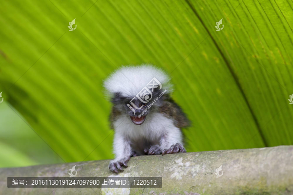 棉頂狨猴