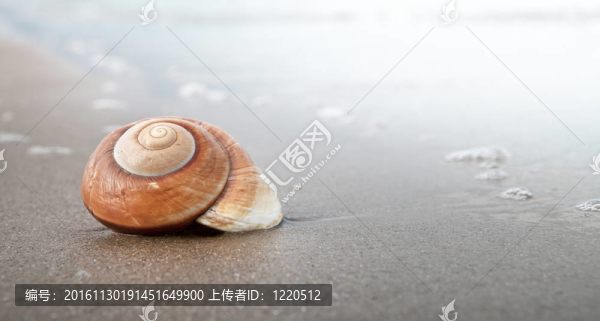 螺旋形的貝殼