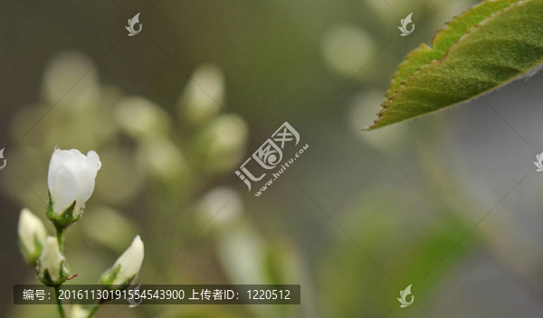 美麗的樹在綠色的背景下開花。