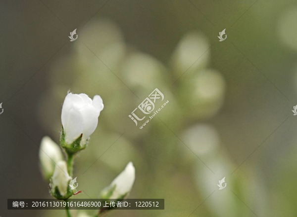 美麗的樹(shù)在綠色的背景下開(kāi)花。