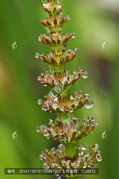 植物上的水滴