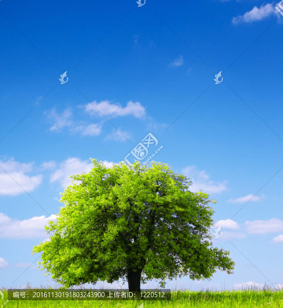 樹(shù)和多云的天空