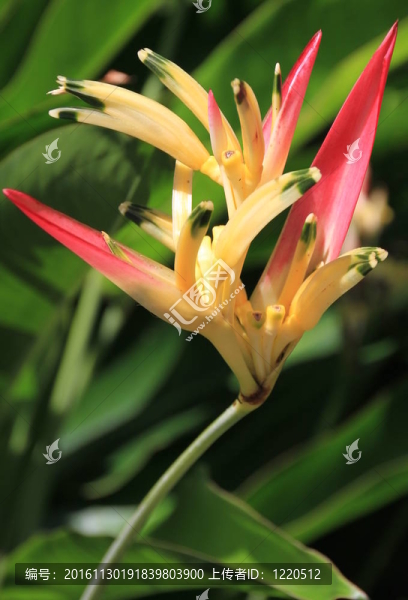 紅色和黃色的花