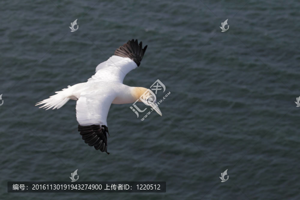 北方塘鵝（桑bassanus）