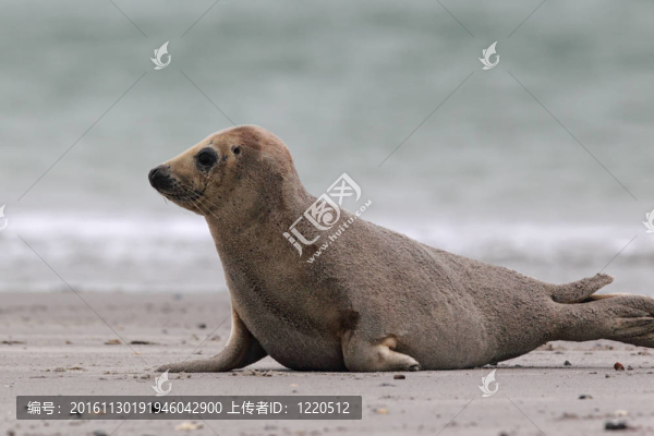 灰海豹（Halichoerus,grypus）