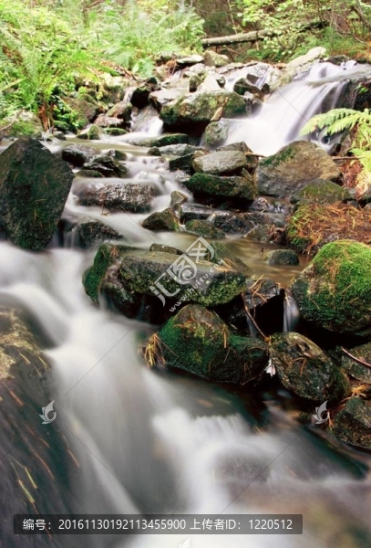 山區(qū)河流。森林和山區(qū)地形中的一條溪流