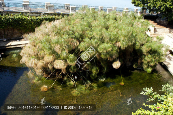 紙莎草紙的噴泉在錫拉丘茲