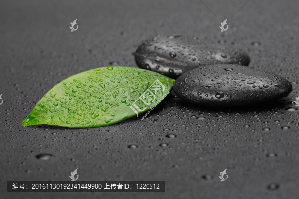 帶葉的黑石頭