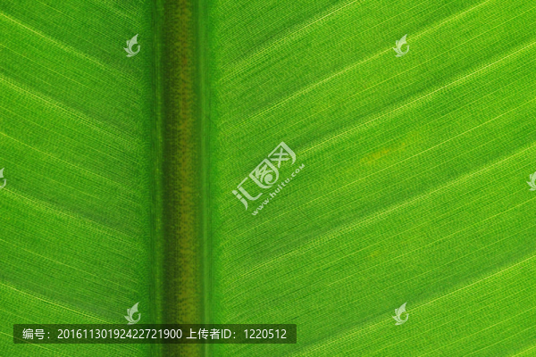 鶴望蘭葉