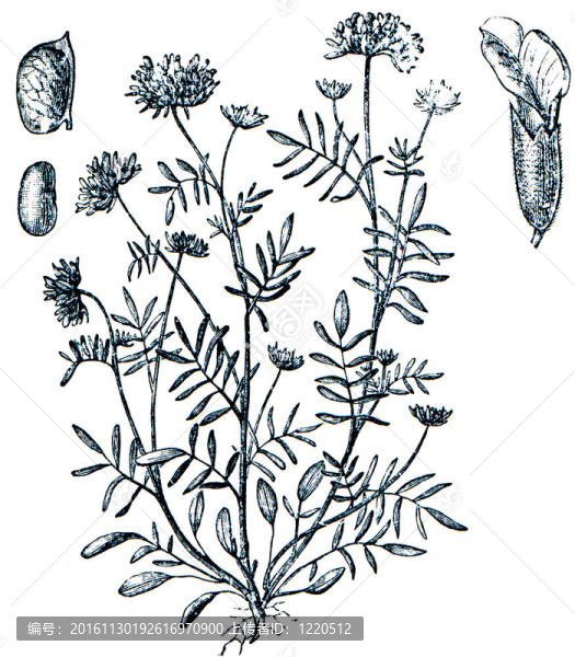 牧草從百科全書出版的ilustration系列