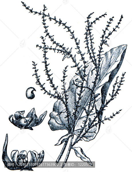 牧草從百科全書出版的ilustration系列