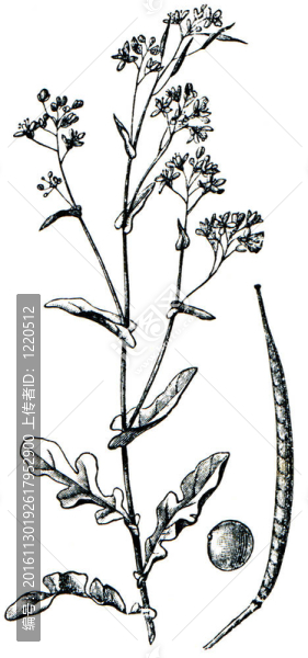 Rapini（又名西蘭花（或RAAP或Raab）；Broccoletti；西蘭花地強(qiáng)奸；飛迪白菜；油