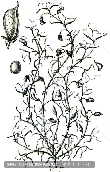 牧草從百科全書出版的ilustration系列