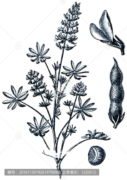 牧草從百科全書出版的ilustration系列