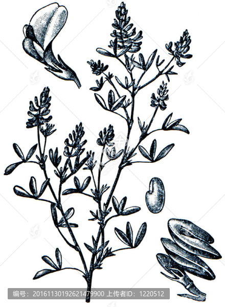 牧草從百科全書出版的ilustration系列