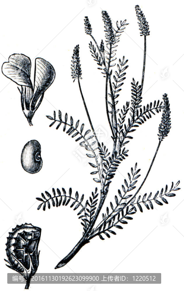 牧草從百科全書出版的ilustration系列