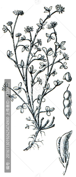 牧草從百科全書出版的ilustration系列