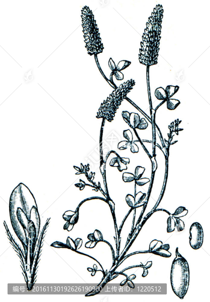 牧草從百科全書出版的ilustration系列