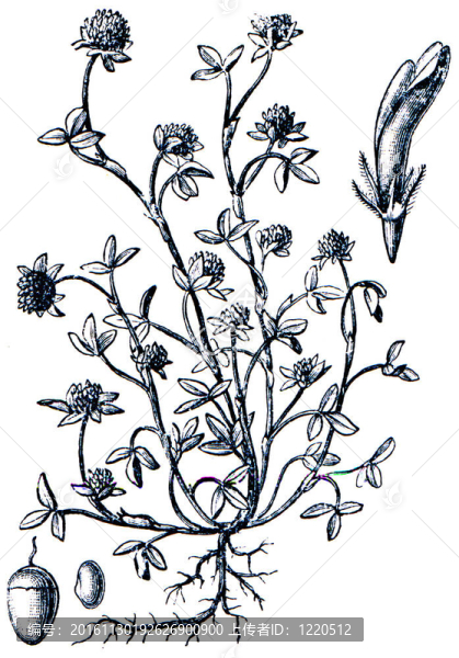 牧草從百科全書出版的ilustration系列
