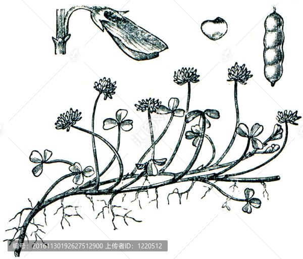 牧草從百科全書(shū)出版的ilustration系列