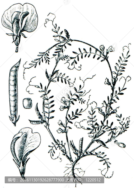 牧草從百科全書出版的ilustration系列
