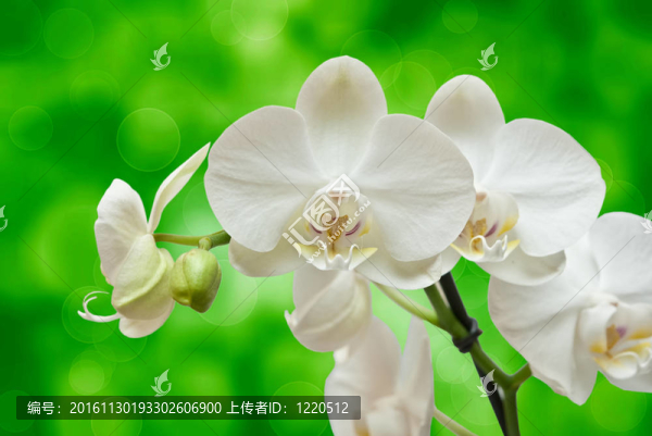 蘭花花的特寫