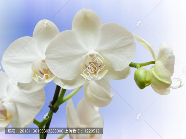 蘭花花的特寫