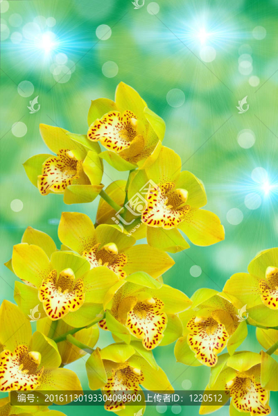 蘭花花的特寫(xiě)