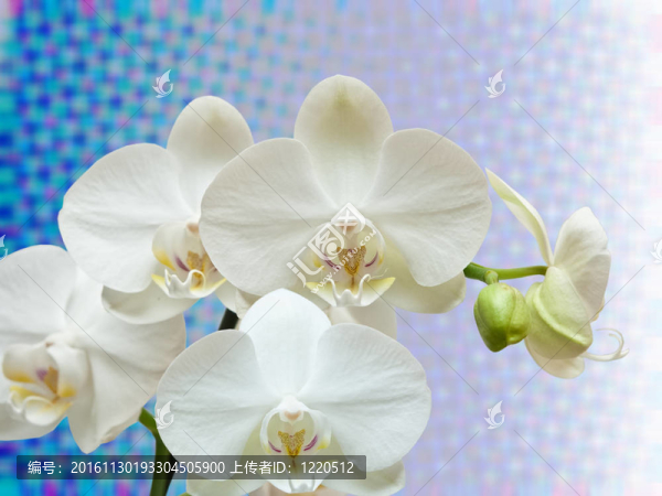 蘭花花的特寫(xiě)