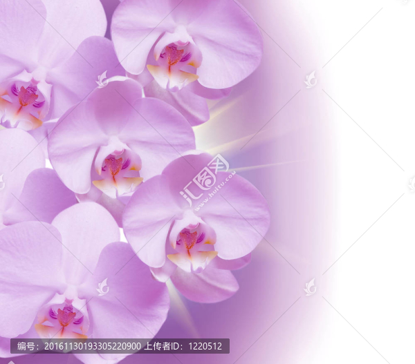 蘭花花的特寫