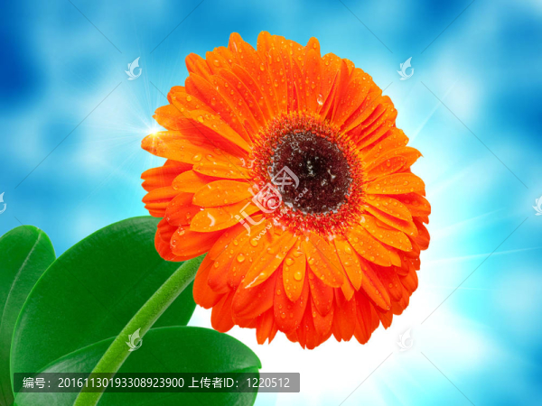 Gerber的花