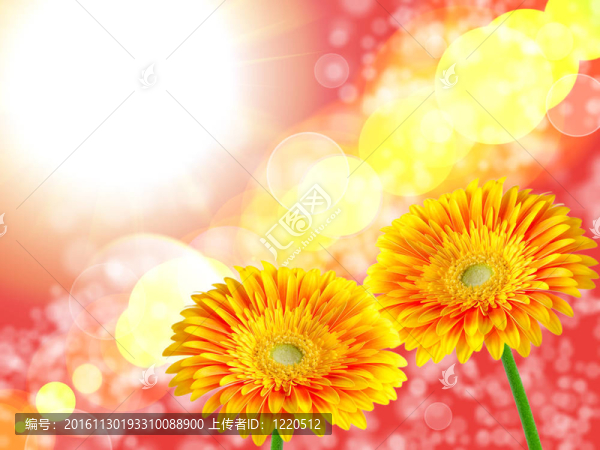 Gerber的花