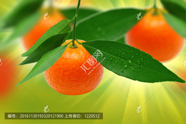 中國柑橘