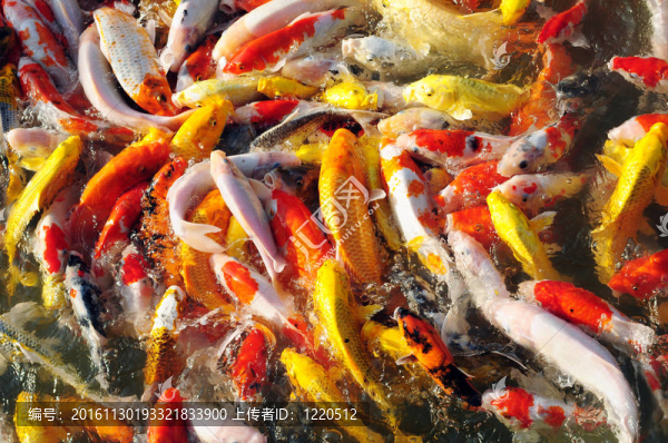 花式鯉魚(yú)