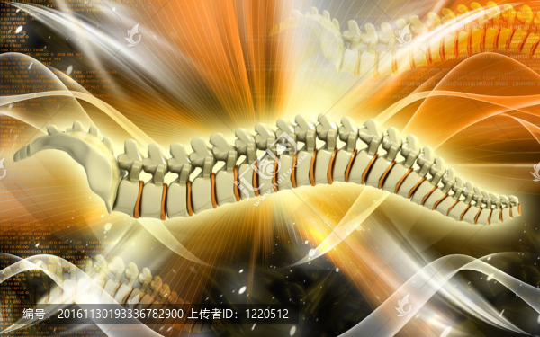 背骨