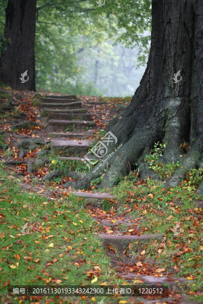 公園中的臺階和樹根