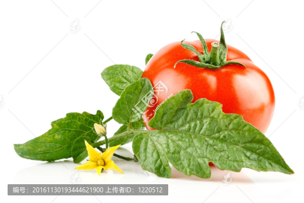新鮮的西紅柿蔬菜