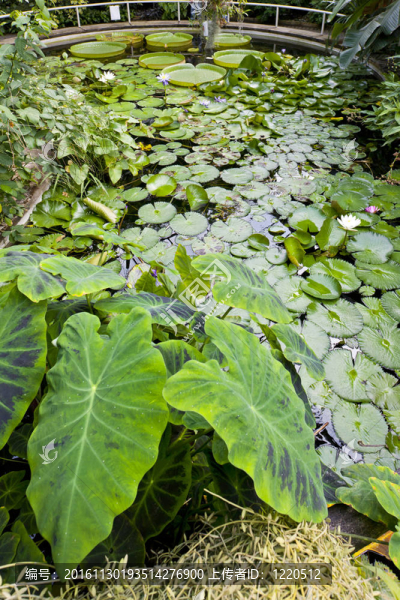 植物園的那slupi；布拉格；捷克共和國(guó)