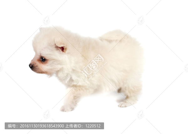 博美犬孤立在白色背景