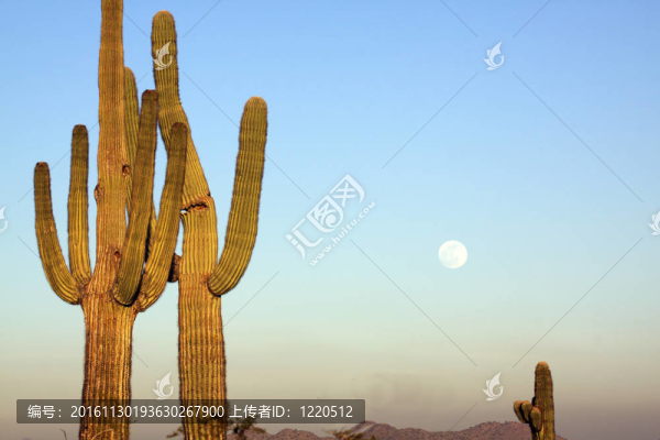 仙人掌和Full,Moon