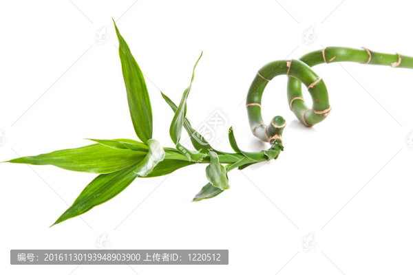 卷曲的竹