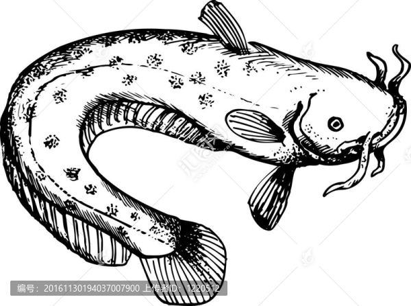 魚